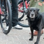 DSC_7990 DSC_7990