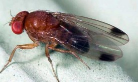 Neue Fliegenart bedroht Osttirols Obsternte Neue Fliegenart bedroht Osttirols Obsternte