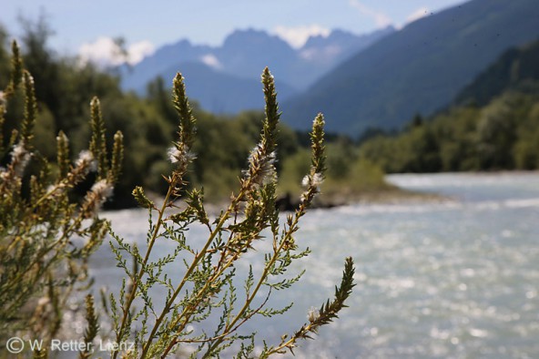 Osttiroler Tamarisken-Vorkommen müssen in das europäische Naturschutznetzwerk Natura 2000 eingebunden werden, erklären Umweltverbände und unterstreichen damit ihr klares NEIN zu aktuellen Kraftwerksplänen in Matrei und Virgen. (Foto: Retter)