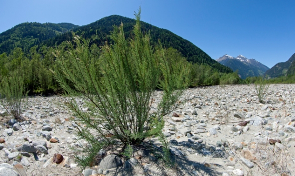 Die unscheinbare "Deutsche Tamariske" ist eine Pionierpflanze, die sich im Flussschotter von Überschwemmungsgebieten wohl fühlt und deshalb als Indikator für intakte Sand- oder Kiesbänke in flussnahen Au-Landschaften gilt. Foto: Wolfgang C. Retter.