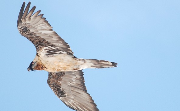 bartgeier-altvogel_michael-knollseiesen_2013