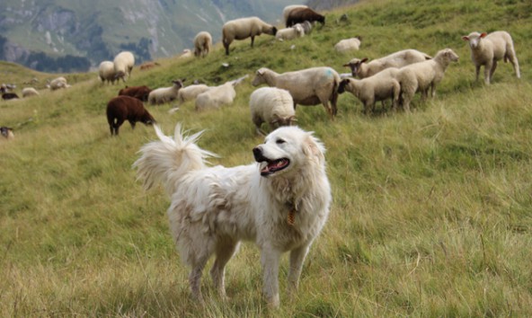 Herdenschutzhund-bei-der-Arbeit-OEBSZ