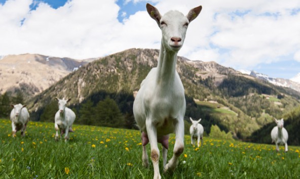 Von einem Leben auf saftigen Wiesen können die tausende Artgenossen der Osttiroler Ziegen nur träumen. Foto: Expa/Groder