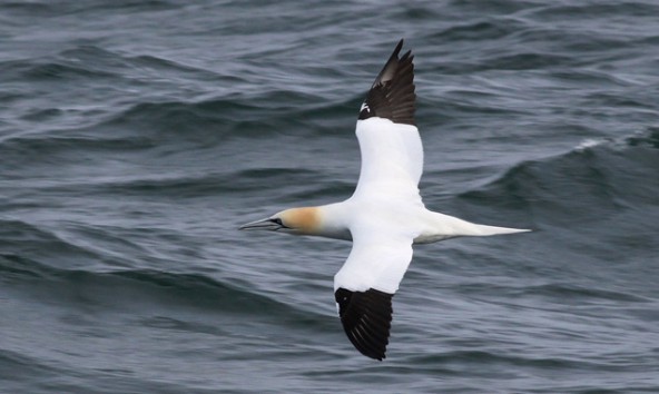 4xx Vogelarten gibt es auf Helgoland. Foto: NAGO