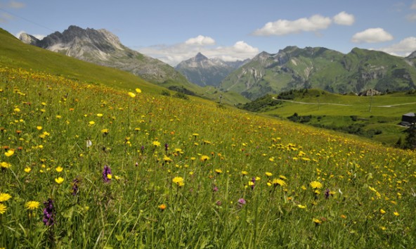 Bergmahd_Mohnenfluh_Oberlech-c-M.-Grabherr