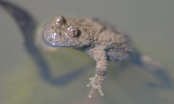 Auch die die streng geschützte Gelbbauchunke lebt an der Isel. Foto: Anton Vorauer.