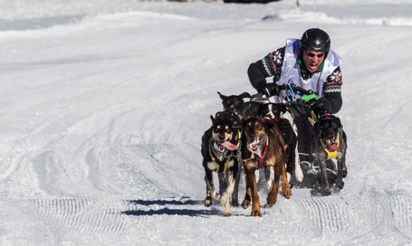 Hundeschlittenrennen-Sexten-Alpen-Trail-2014-Seriensieger_Winter_Heini_GER