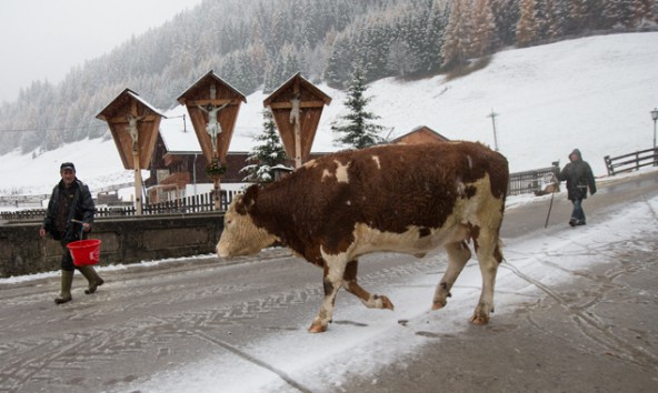 Auslauf ist gut für die Kuh, aber im Hochgebirge schneebedingt nicht immer einfach umzusetzen. Foto: Expa/Groder