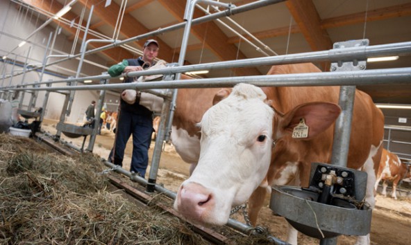 Wohin geht die Landwirtschaft in Osttirol? Auch diese Frage soll beim Diskussionsabend in der LLA beantwortet werden. Foto: Martin Lugger