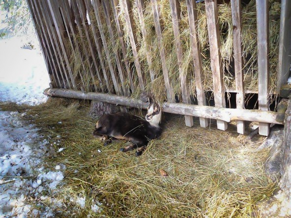 Im Schutz der Wildfütterung scheint sich das Kitz sichtlich wohl zu fühlen. Dennoch hoffen die Jäger, dass es sich bald einem "Rudel" anschließen kann. 