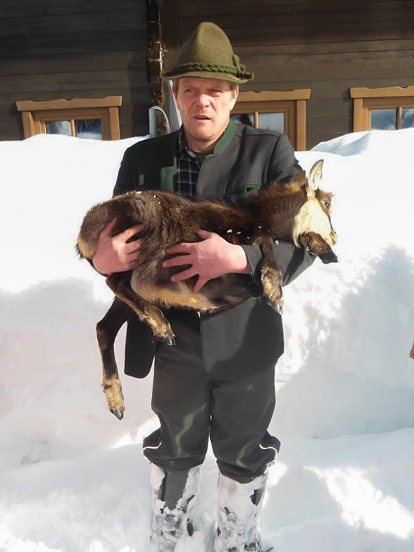 Aufsichtsjäger Hubert Troger transportierte das verirrte Gamskitz von den Häusern im Ortsteil St. Leonhard zu einer nahegelegenen Wildfütterung. Fotos: Jägerschaft St. Jakob