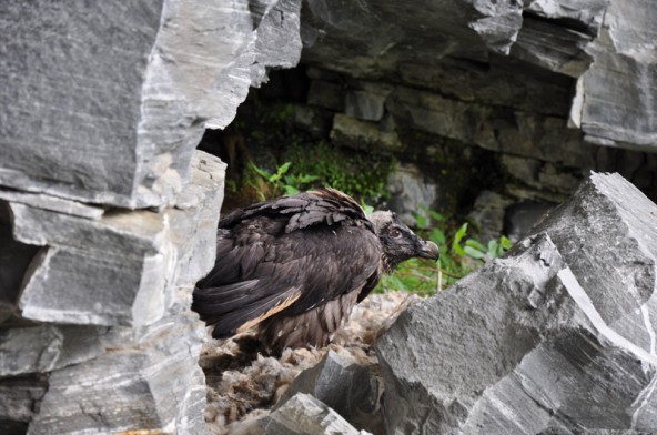 Ein junger Bartgeier im Nationalpark Hohe Tauern. Bald wird er mit den Großen seine Kreise ziehen. Fotos: Nationalpark Hohe Tauern/Knollseisen