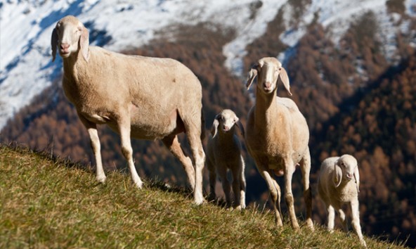 Mit einem Pilotprojekt in der Modellregion Kals will man erproben, wie Herdenschutz im Berggebiet funktioniert. Foto: Expa/Groder