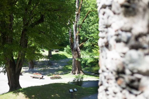 Im Schlosspark gibt es insgesamt rund 120 Bäume. Einer der Ältesten wird jetzt gefällt. Fotos: Dolomitenstadt/Egger