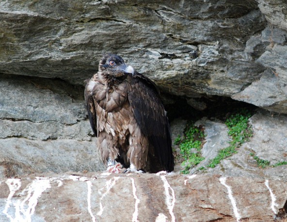 Während Junggeier Felix noch geduldig im Horst wartet, segelt sein Kumpel Killian bereits einige hundert Meter durch die Lüfte. Foto: NPHT/Knollseisen