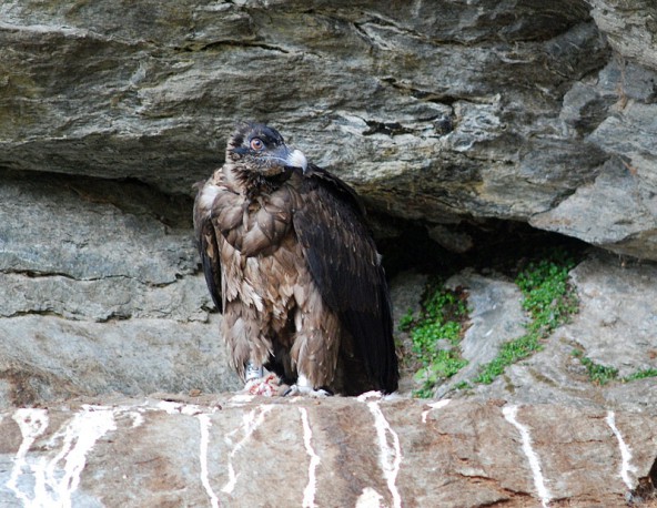 Während Junggeier Felix noch geduldig im Horst wartet, segelt sein Kumpel Killian bereits einige hundert Meter durch die Lüfte. Foto: NPHT/Knollseisen