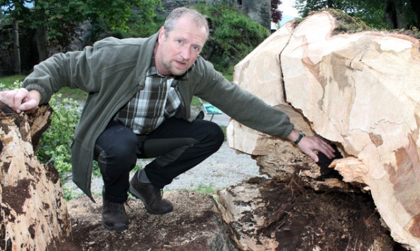 Stadtgärtner Martin König sieht sich bestätigt. Die Linde war nicht zu retten.