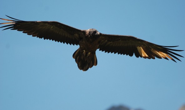 Das ist Felix, einer der beiden Bartgeier, die in Osttirol ausgewildert wurden. Er segelt derzeit gerne über Kals am Großglockner. Foto: Nationalpark Hohe Tauern