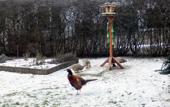 Birdwatching einmal anders. In Tristach kamen ungewöhnliche Gäste zum Frühstück ans Vogelhäuschen.