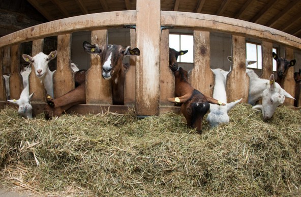 Der Ziegenmilchpreis liegt je nach Qualität ungefähr beim Doppelten des Kuhmilchpreises. Foto: Expa/Groder