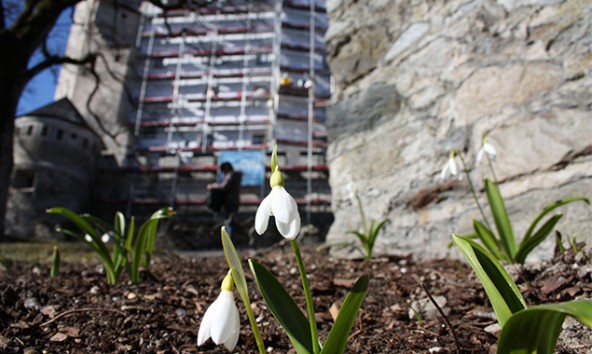 Erste Frühlingsboten erinnern daran, dass die Museumssaison bald beginnt. Foto: Museum Schloss Bruck/Stefan Weis