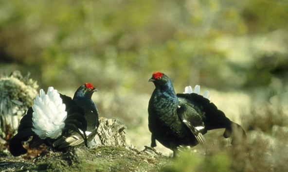 Die Balz ist eine gefährliche Zeit für die jungen Birkhähne. Foto: Nationalpark Hohe Tauern