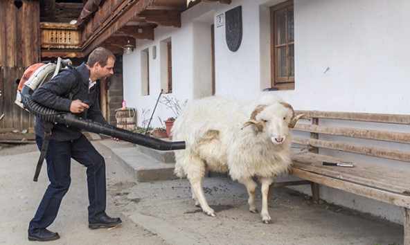 Andreas Mariner saugt den Widder mit einem Laubgebläse ab. Foto: EXPA/JFK