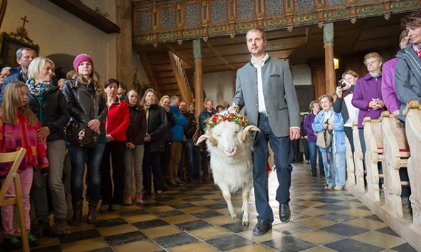 Der Widder wird zum Altar geführt. Foto: EXPA/JFK