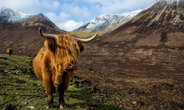 Das Highland Cattle lässt sich weder vom Wetter noch von den Touristen stören. Fotos: Jörg Schnell