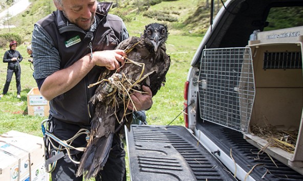 Bartgeierbetreuer Michael Knollseisen mit Fortuna, am Tag dessen Freilassung. Foto: EXPA/Johann Groder