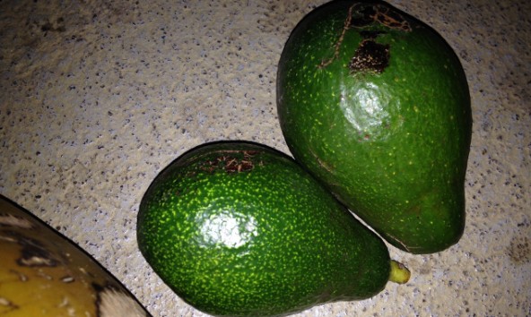 An unserer Universität haben wir unsere eigenen Avocados.