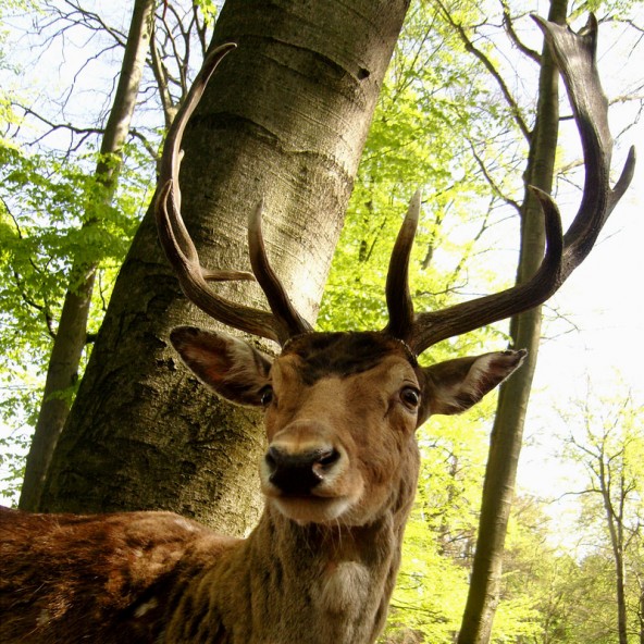 Er knabbert gern an jungen Bäumen und muss deshalb ins Gras beißen. Foto: complize/photocase.com