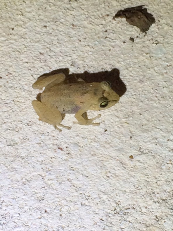 Der kleine Whistling Frog wirkt fast durchsichtig. Fotos: Petra Heinz-Prugger