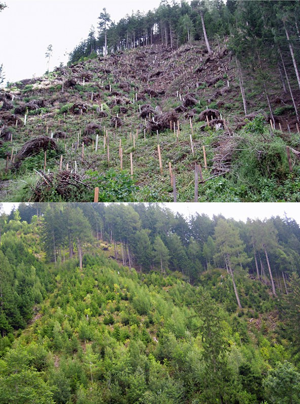 Ein Vorzeigeprojekt ist die Schutzwald-Aufforstung in Thurn.