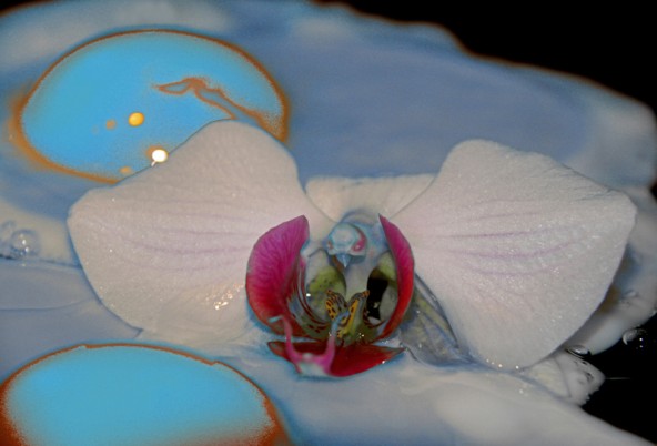 "Träume von Orchideen" ist der Titel dieses Egg Art-Bildes. Fotos: Green Pearls