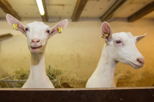 Fast sieht es so aus, als würde die Ziege lachen. Allen Grund hätte sie dazu, denn ihre Milchprodukte sind erfolgreich. Fotos: EXPA/Hans Groder