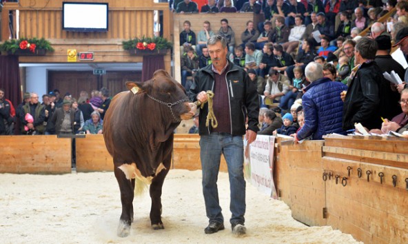 45 Pinzgauer-Stiere wurden beim Herbststiermarkt verkauft. Foto: Rinderzuchtverband.