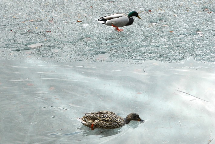 enten-alter-see-hopfgartner