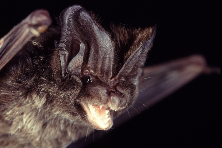 mopsfledermaus-c-by-anton-vorauer-wwf