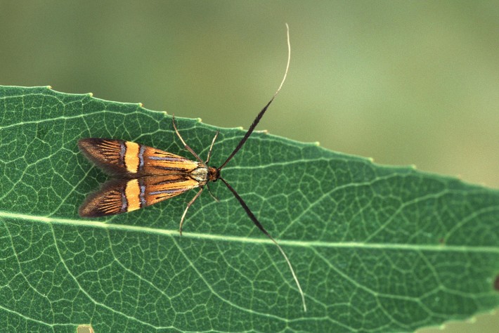 nemophora_scopolii_weibchen_c_tlm_peter_buchner