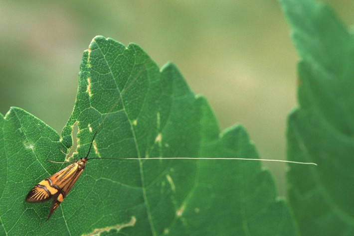 nemophora_scopolii_maennchen_c_tlm_peter_buchner